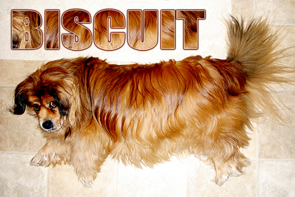Rest in Peace, lovely Biscuit! #wemissyoulots