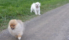 Coco and Snoopy playing